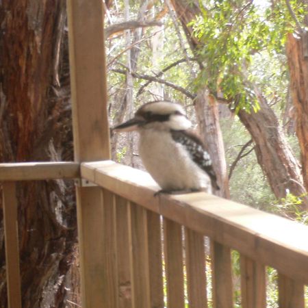 The Ledge Holiday House Halls Gap Exterior foto